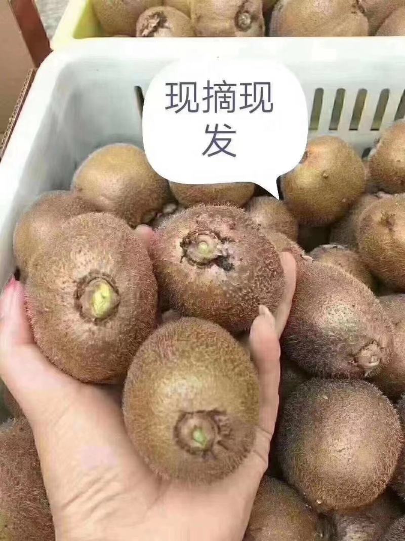 亚特猕猴桃陕西武功县猕猴桃种植基地，是西北农林科技大学