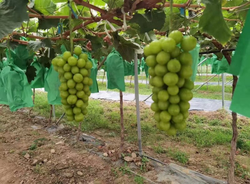 阳光玫瑰葡萄产地直销