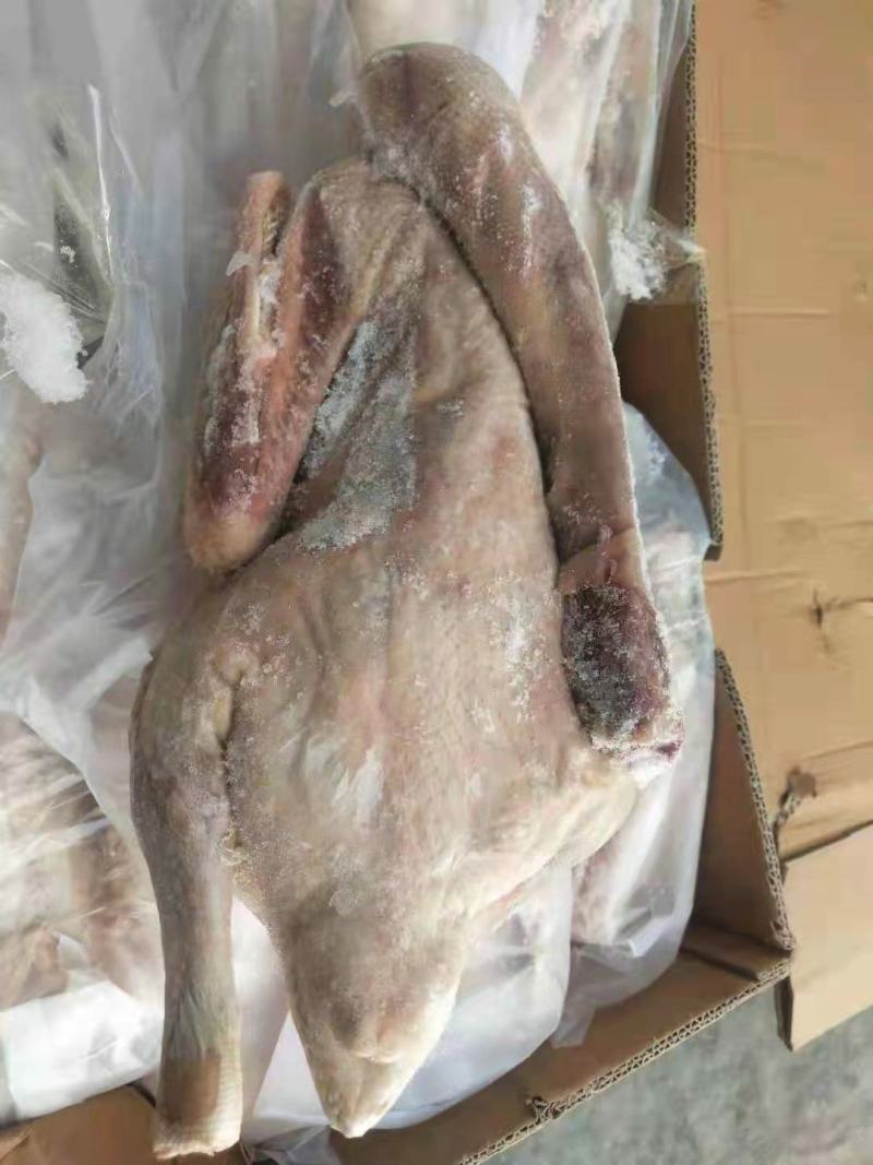 超期净膛残鹅，新开检疫，
