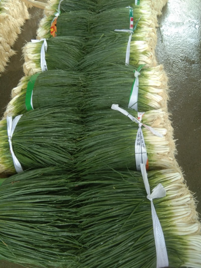 葱花大量上市，白头葱，小米葱，大黑米葱，需要的老板请联系