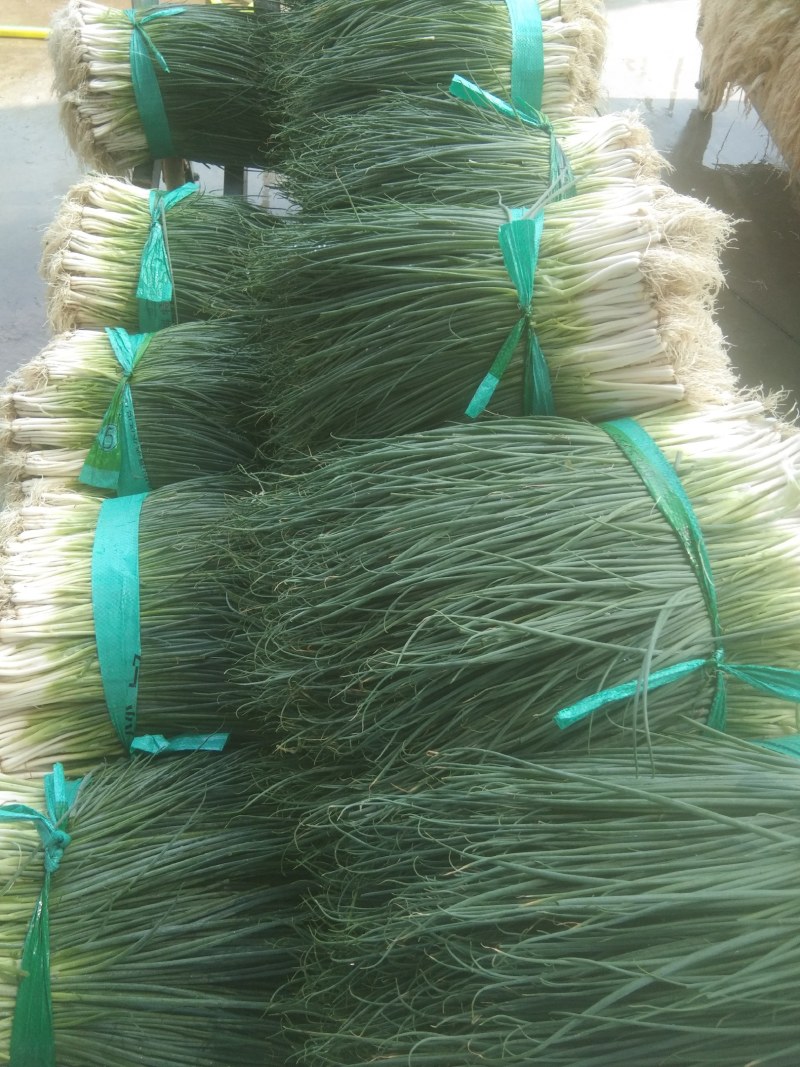 葱花大量上市，白头葱，小米葱，大黑米葱，需要的老板请联系