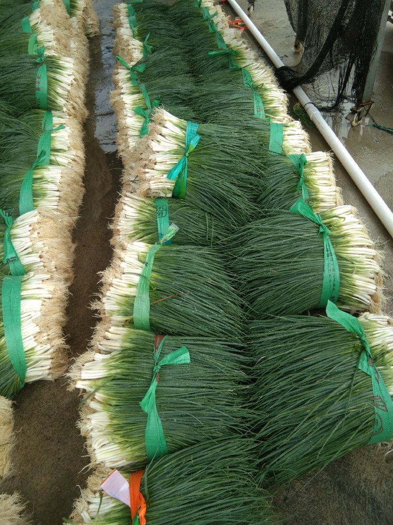 葱花大量上市，白头葱，小米葱，大黑米葱，需要的老板请联系