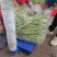 大量白豆角供应