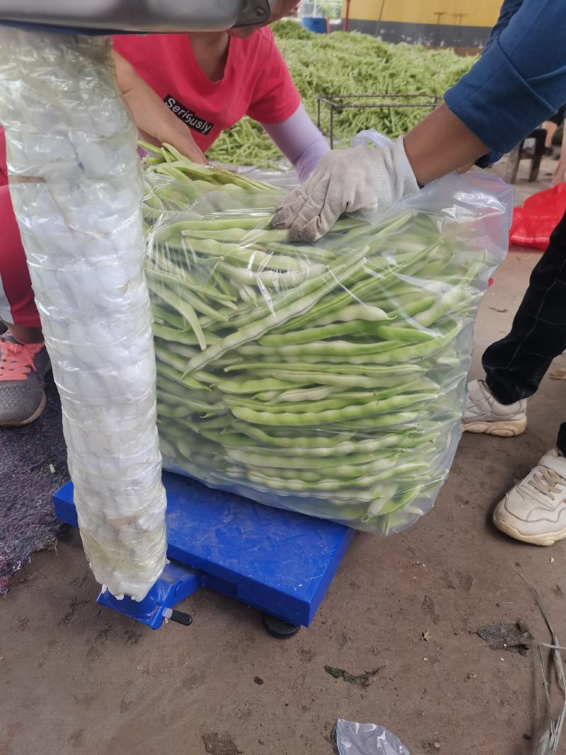 大量白豆角供应