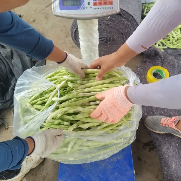 大量白豆角供应