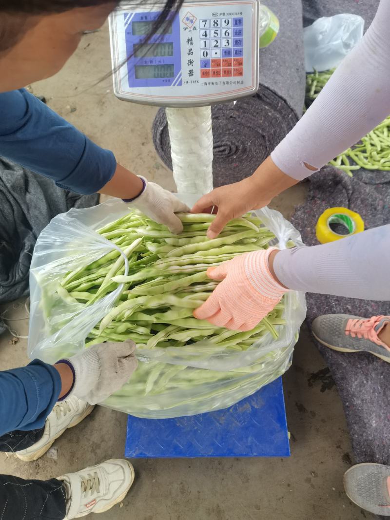 大量白豆角供应