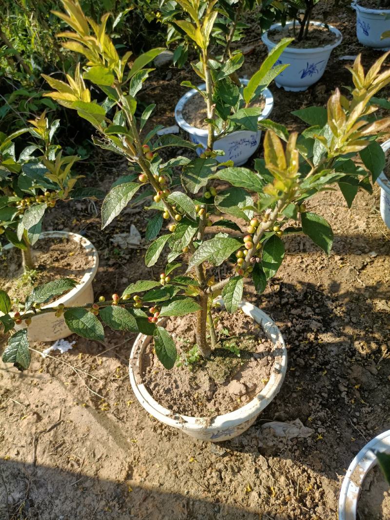 北美冬青公苗母苗老兵苗圃