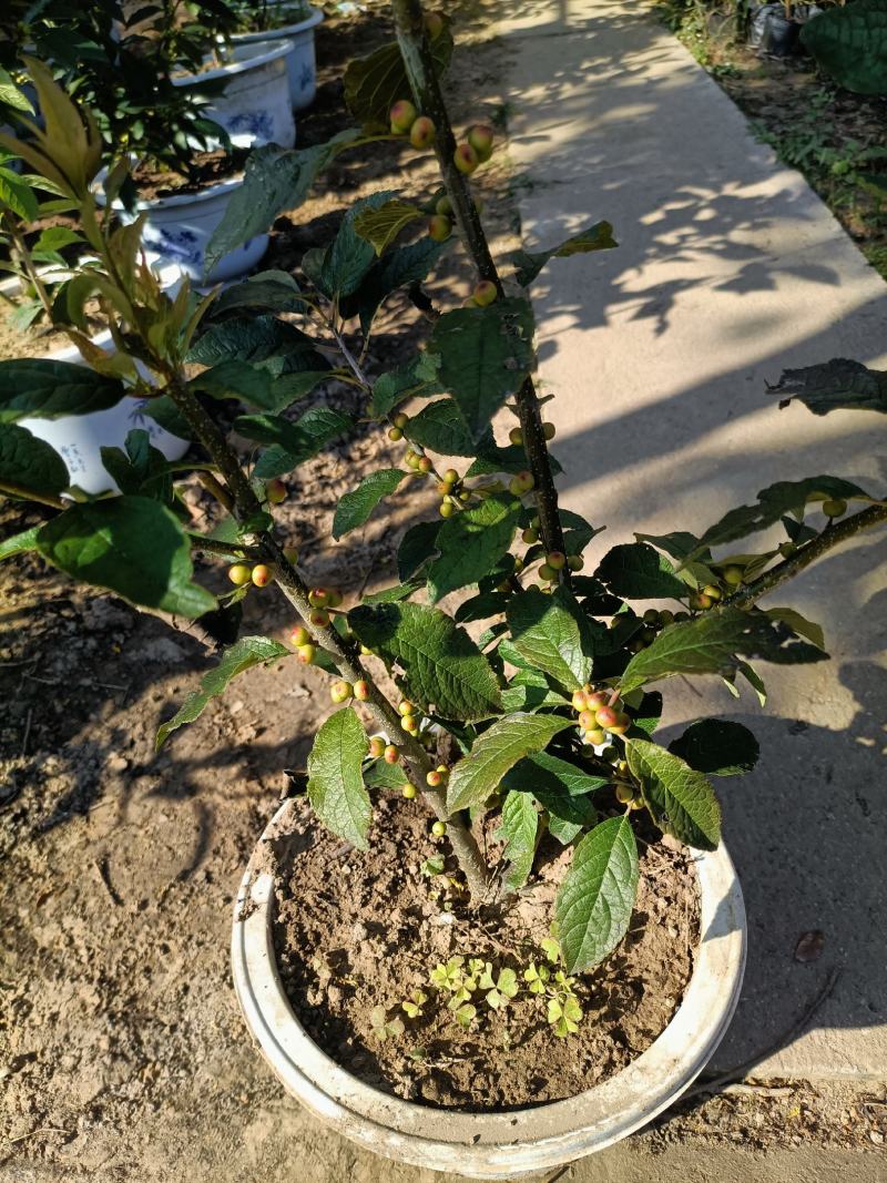 北美冬青公苗母苗老兵苗圃