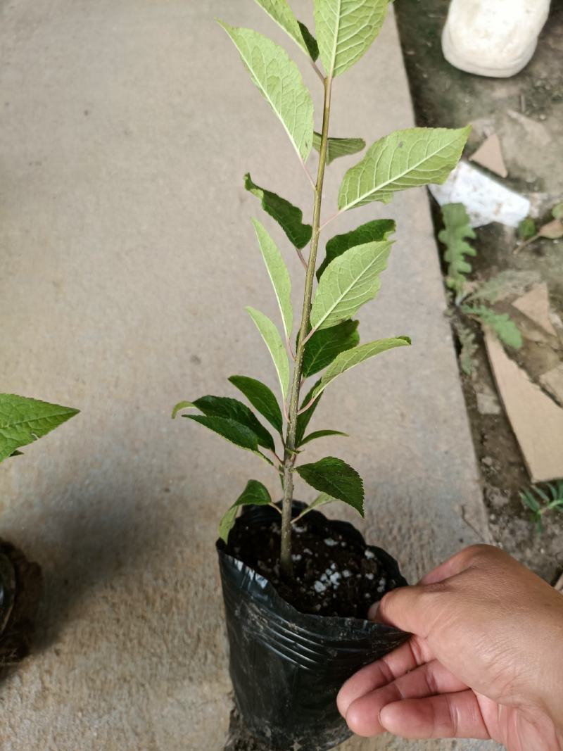 北美冬青公苗母苗老兵苗圃