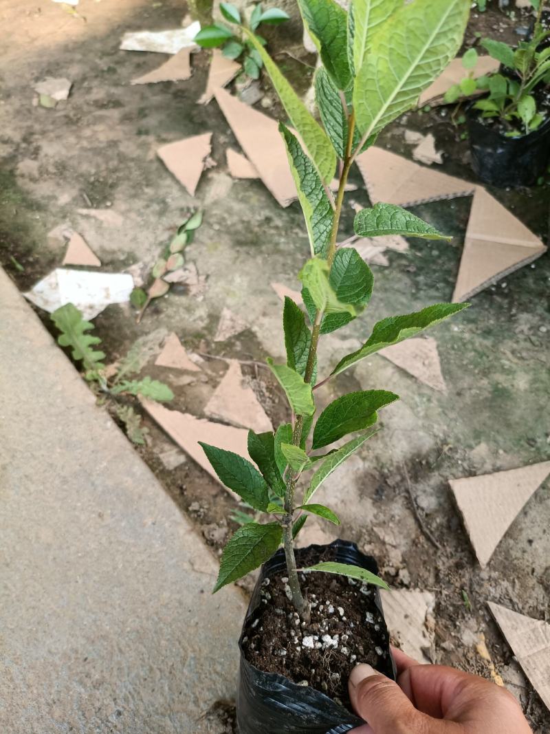 北美冬青公苗母苗老兵苗圃