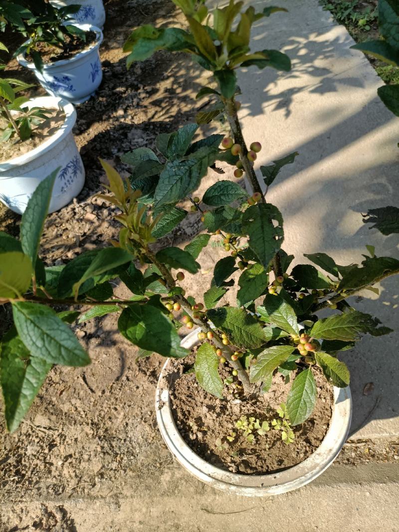 北美冬青公苗母苗老兵苗圃