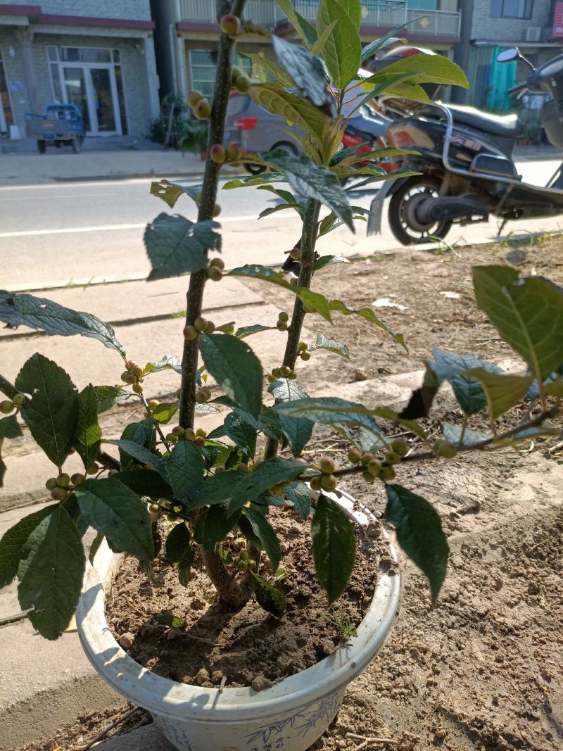 北美冬青公苗母苗老兵苗圃