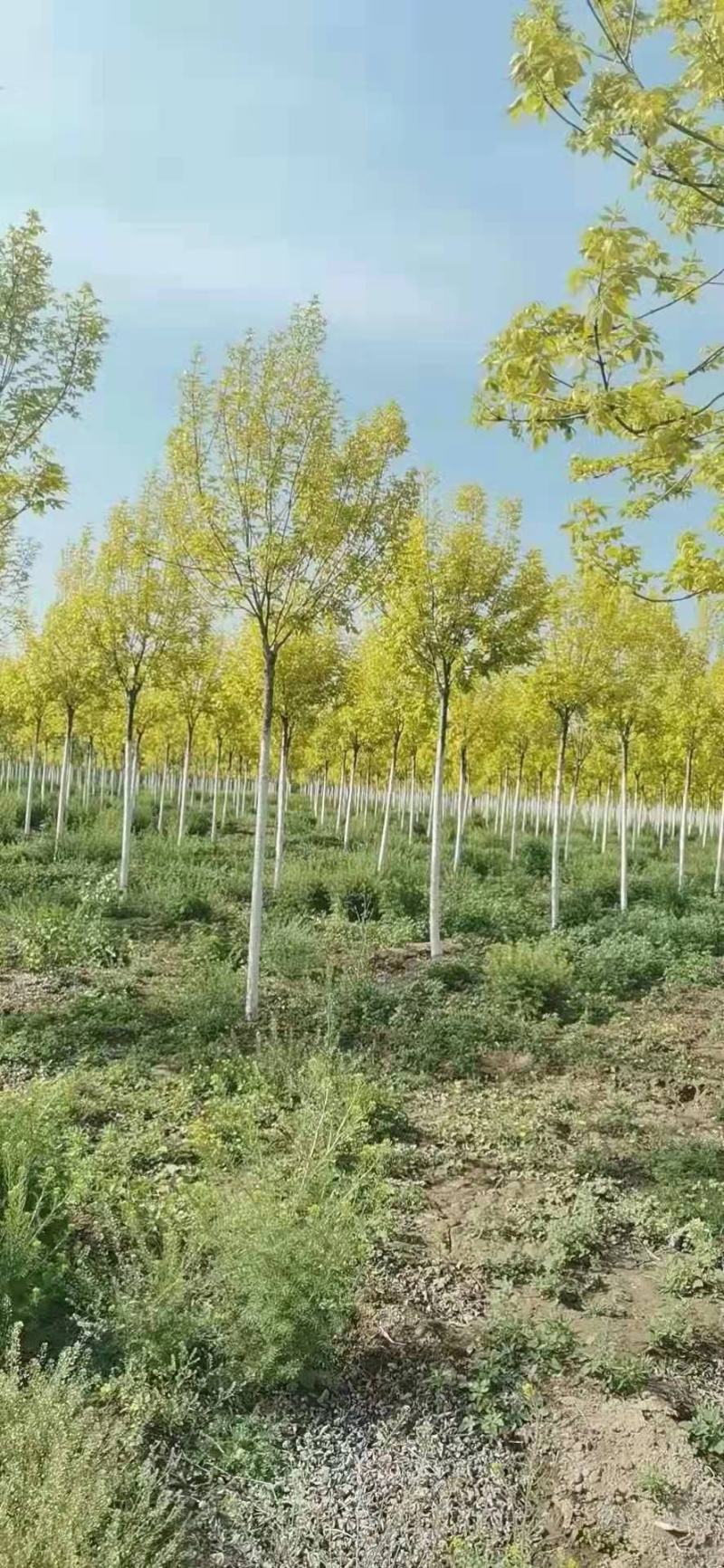 金叶白蜡3/4/5/6/8/10公分规格齐全，成活率高，