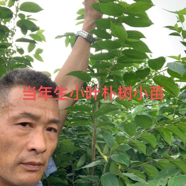 1米_2米高朴树小苗，朴树，小叶朴树，当年朴树小苗，量大