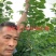 1米_2米高朴树小苗，朴树，小叶朴树，当年朴树小苗，量大