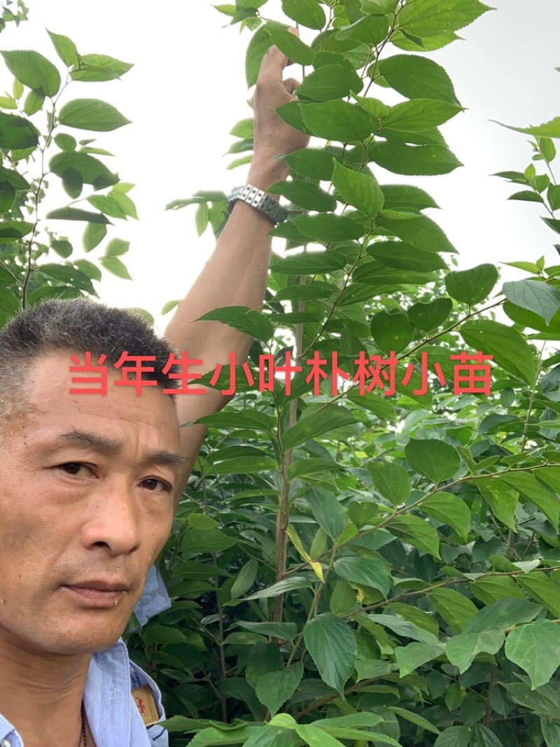 1米_2米高朴树小苗，朴树，小叶朴树，当年朴树小苗，量大