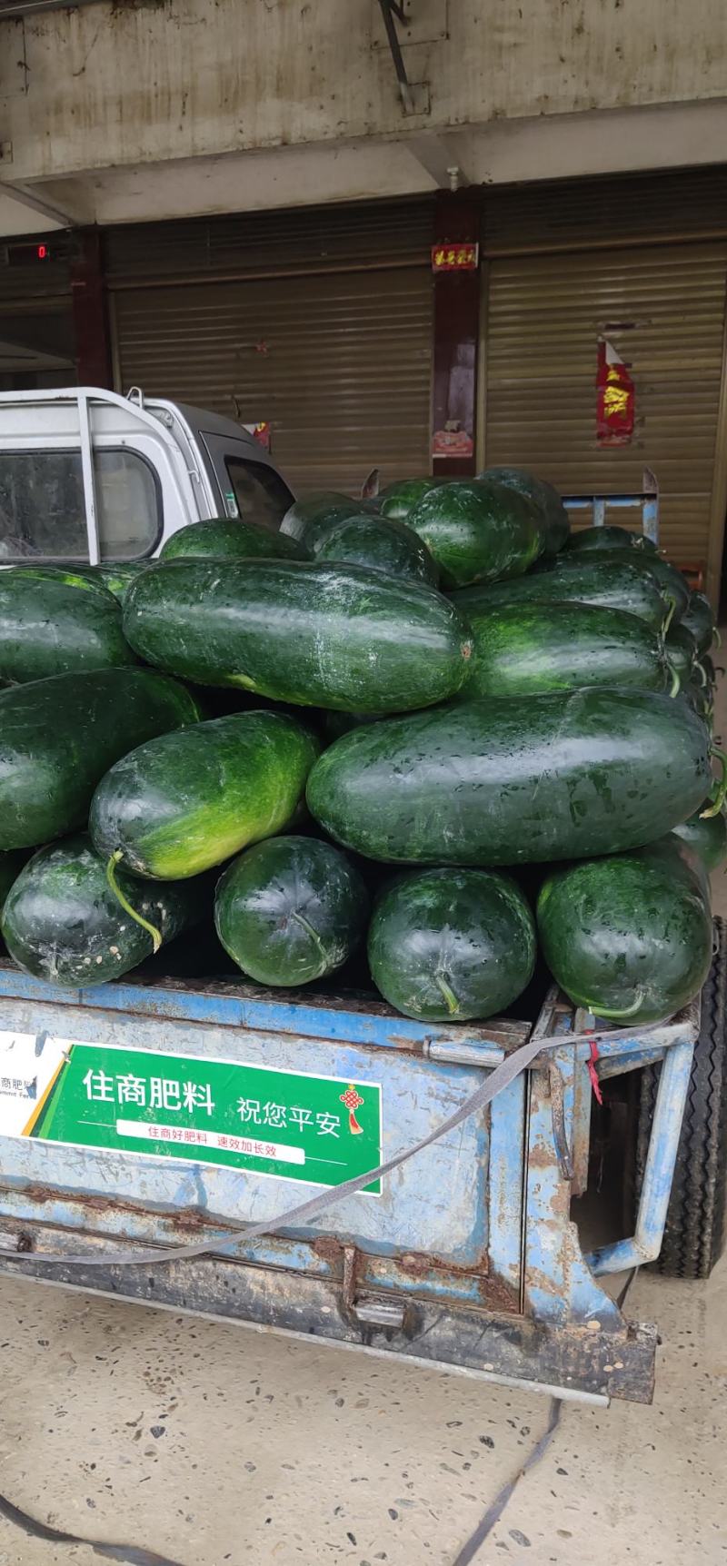 黑皮冬瓜大量上市中质量优良品质好欢迎来人来电联系看货