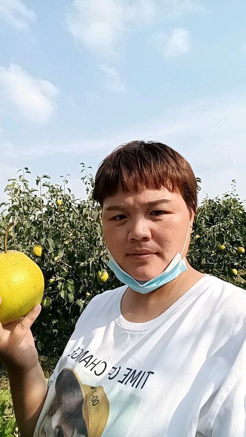 大城县雪花梨