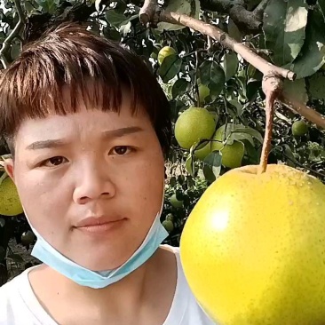 大城县雪花梨