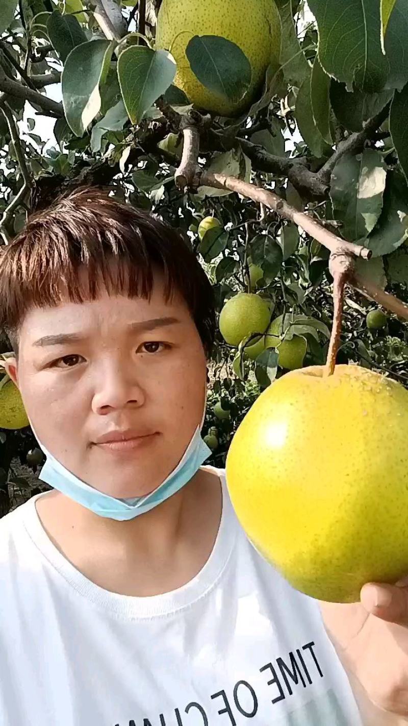 大城县雪花梨