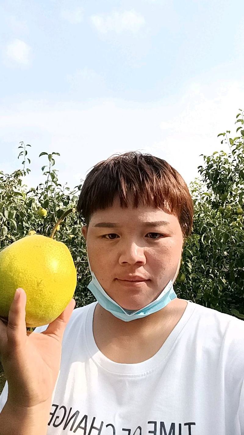 大城县雪花梨