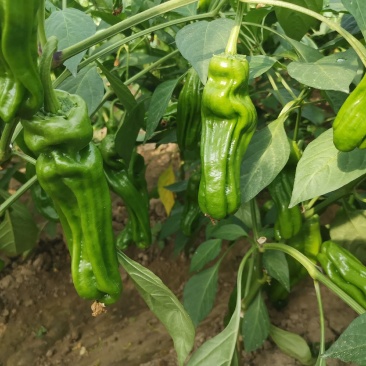 专业大棚种植合作社，万亩辣椒种植基地，有301，芜湖椒，