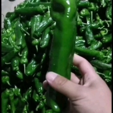 专业大棚种植合作社，万亩辣椒种植基地，有301，芜湖椒，