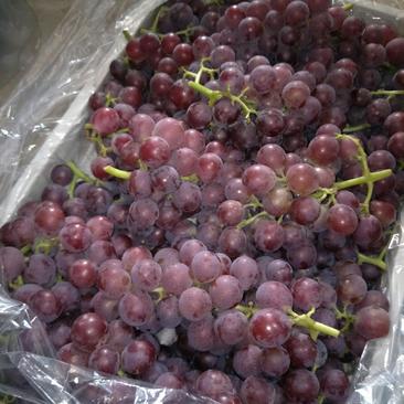 河北巨峰葡萄大量现货出售产地直销保质保量价格便宜