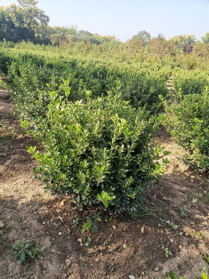 大叶黄杨球黄杨球80冠—1米2冠量大