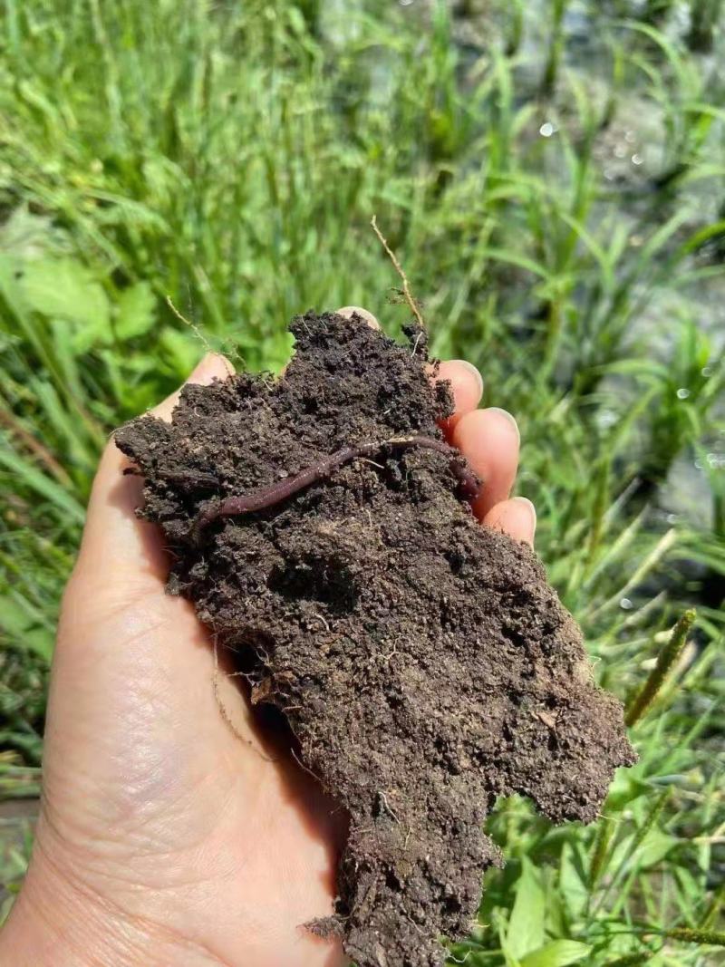 厂家直销《精品》微生物菌剂根腐专用防死棵增根壮苗