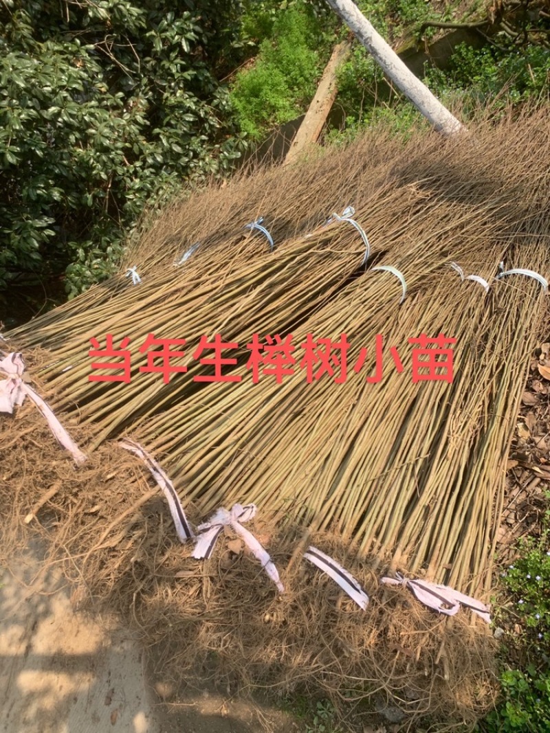 正宗红榉苗，榉树苗1米左右0.5元，全国各地现挖发货，