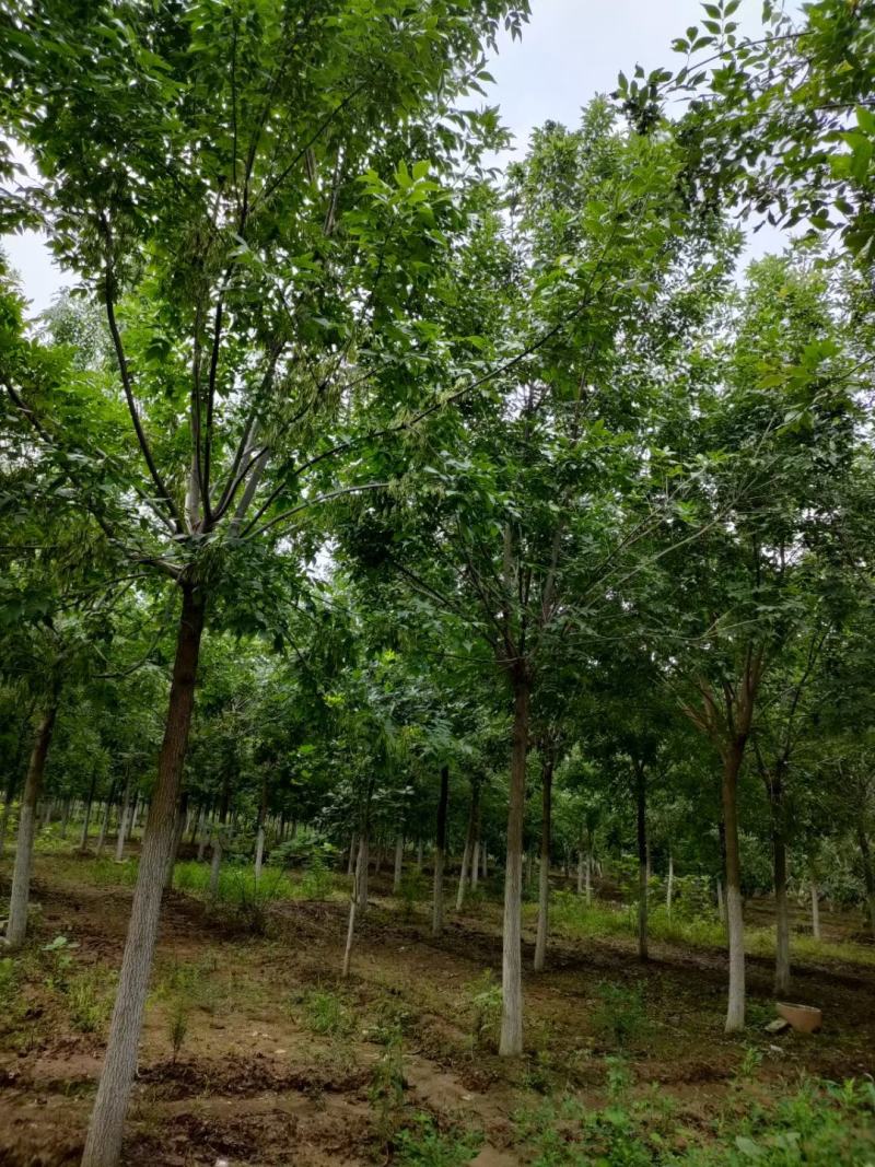 老式白蜡3/5/6/8/10公分规格齐全大量出售自家苗圃