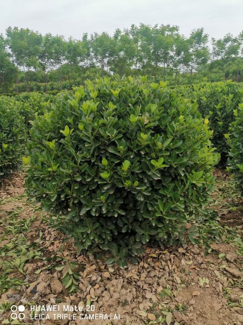 大叶黄杨球黄杨球80冠—1米2冠量大