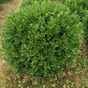 大叶黄杨球黄杨球80冠—1米2冠量大