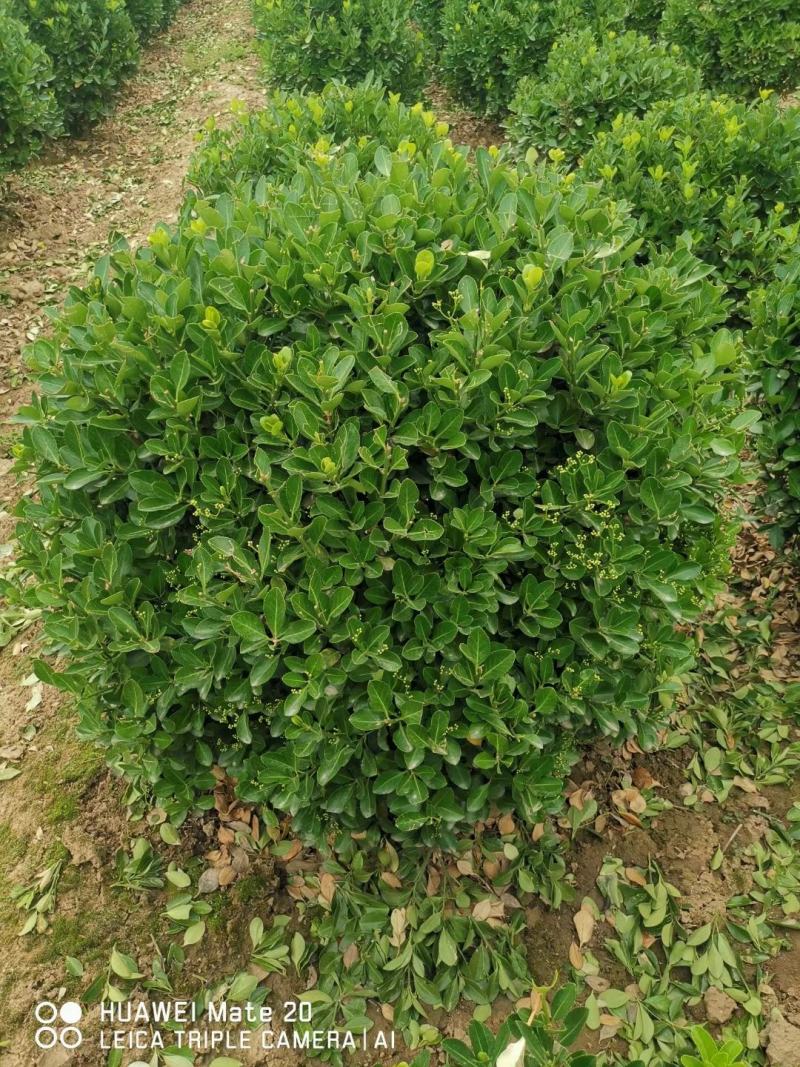 大叶黄杨球黄杨球80冠—1米2冠量大