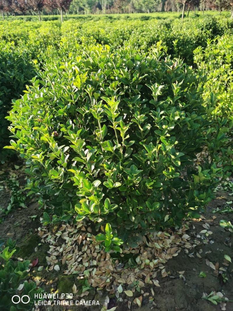 大叶黄杨球黄杨球80冠—1米2冠量大