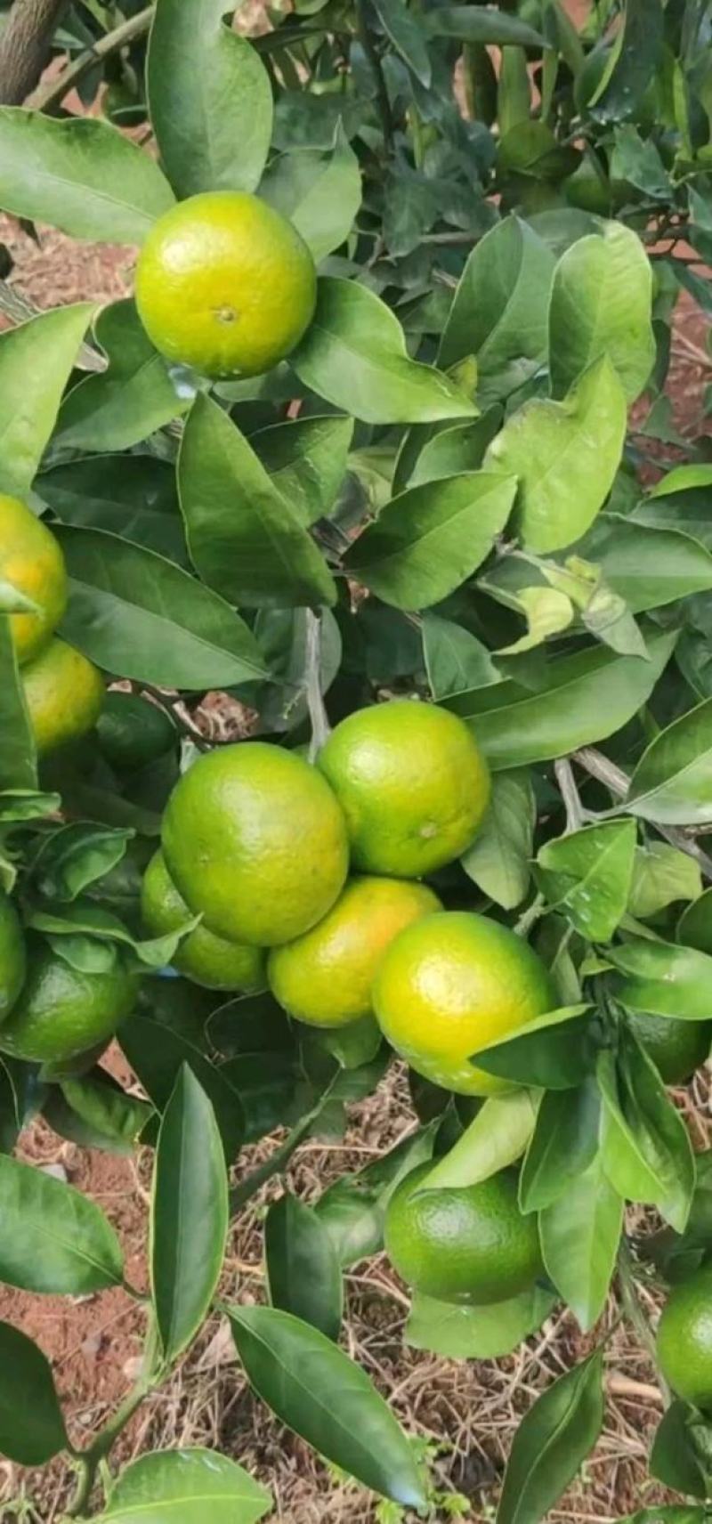 柑橘特早蜜橘皮薄水份足口感好，诚信为本经营