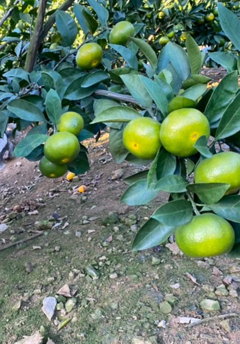 柑橘特早蜜橘皮薄水份足口感好，诚信为本经营