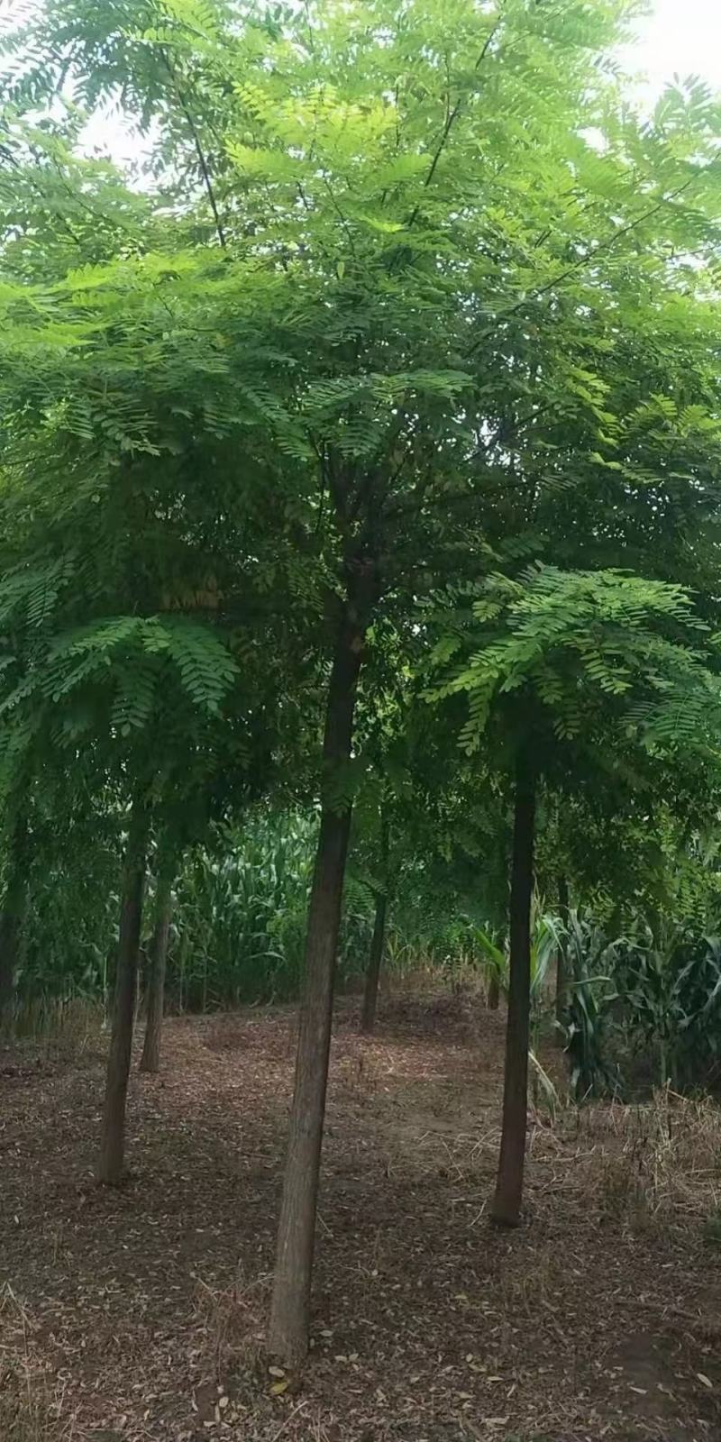 洋槐树2/4/5/8/10公分规格齐全大量出售自家苗圃一
