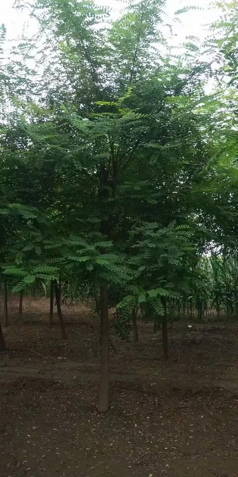 洋槐树2/4/5/8/10公分规格齐全大量出售自家苗圃一