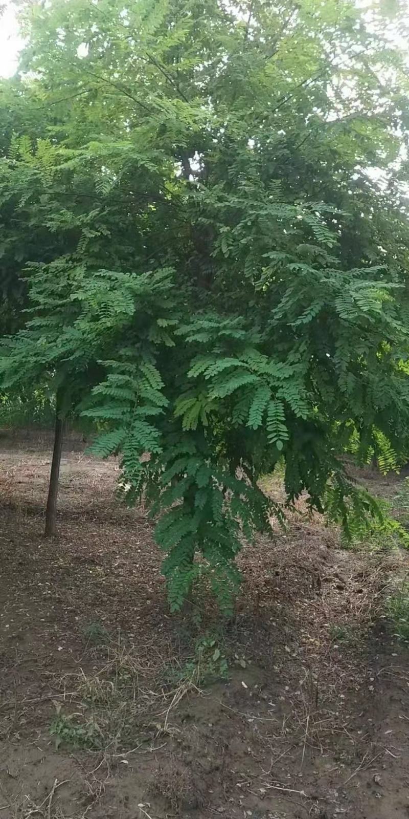 洋槐树2/4/5/8/10公分规格齐全大量出售自家苗圃一