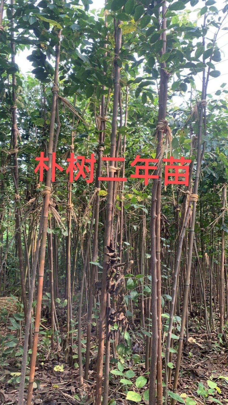 朴树，朴树苗，小叶朴树，先挖发货，当年小苗，量大