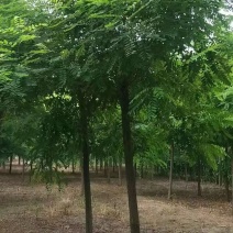 红花刺槐2/3/4/5/6公分规格齐全大量出售自家苗圃一