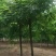 红花刺槐2/3/4/5/6公分规格齐全大量出售自家苗圃一