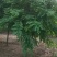 红花刺槐2/3/4/5/6公分规格齐全大量出售自家苗圃一