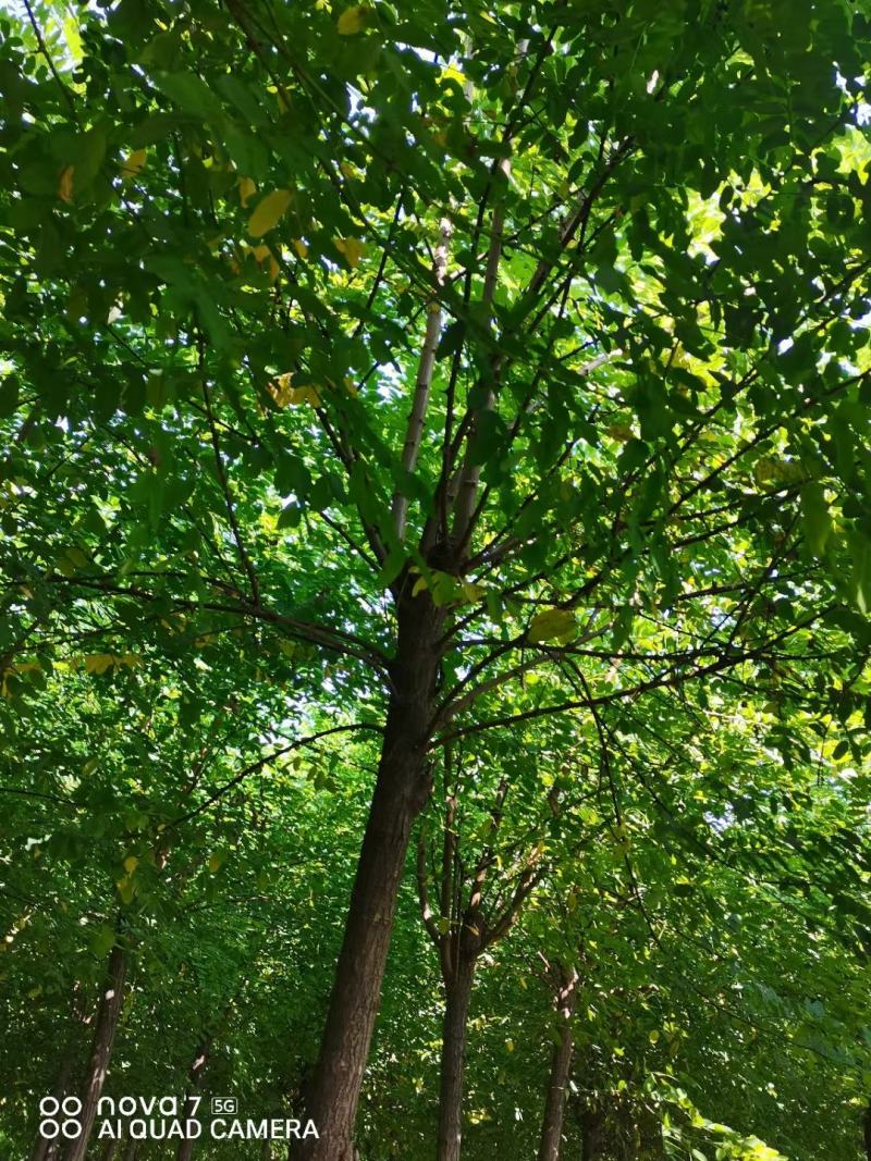 红花刺槐2/3/4/5/6公分规格齐全大量出售自家苗圃一