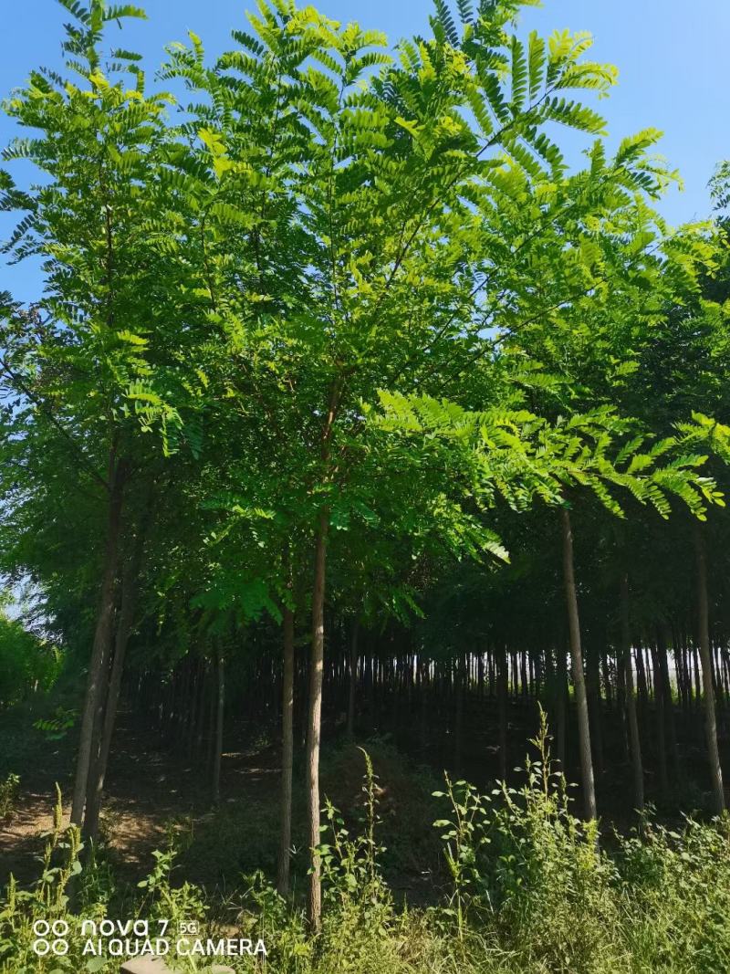 红花刺槐2/3/4/5/6公分规格齐全大量出售自家苗圃一