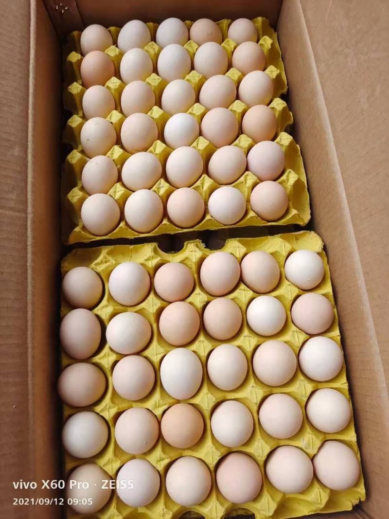 土鸡蛋花凤土鸡蛋，玉米黄，色度指数13不添加任何添加剂