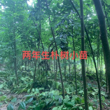 朴树，二年生朴树小苗，高度3米左右，2_5公分朴树苗