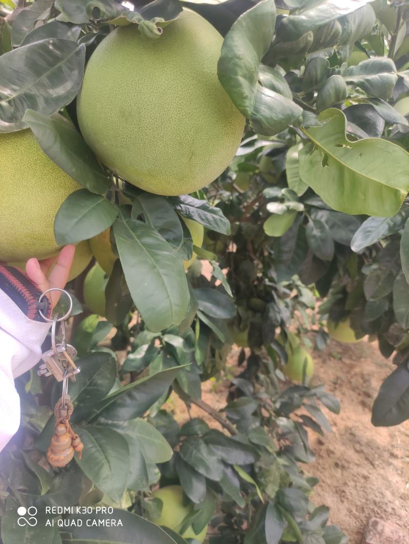 红心蜜柚